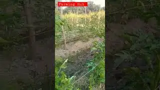 Tomato Management on Farm 🍅 #shorts