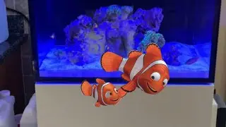 Red Sea tank G2 170 update   4K