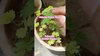 Mimosa Pudica Plant April Care #Sensitive Plant #Magic Plant #Shortvideo #ytshorts #viral #shorts