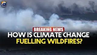 How is climate change fuelling wildfires? | Geo News English