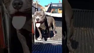 American Staffordshire Terrier - Hellboy #shorts