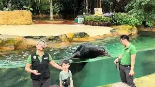 Splash Safari | California sea lion show at Singapore Zoo