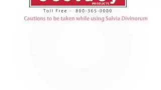 Salvia Divinorum  A psychedelic herb