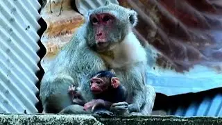 Welcome tiny baby monkey New born young mom jane give birth