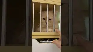 He Actually Responded?! 😻 | Tiny Paw Hotel