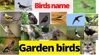 Garden birds name| Birds name in english | Birds name| Part 5