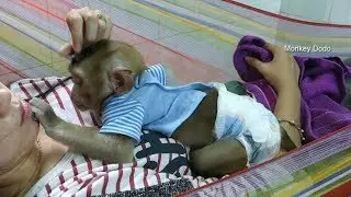 Baby Monkey Dodo Get Relaxing With Mama After Lunch Time Full, Dodo And Mom So Sweet