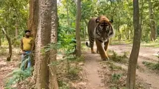 Tiger Attack On Village Girl in the forest l tiger Attack man in forest yay🌳Benga🙏tiger attack,🦁🍄😍,t