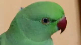 Dimpal Yadav 10.M views  is live ringneck parrot live stream 🦜🦜