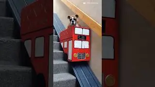 This dog struggles with the stairs due to his arthritis so his parents built him a stair lift 🚌❤️