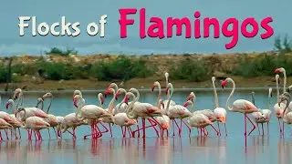 Flocks of Flamingos at Clifton Urban Forest