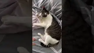 Cat grooming himself. Human interferes. Cat continues grooming.