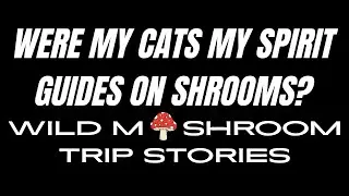 My First Magic Mushroom Trip: Cats Guiding Me & Trees That KNEW Everything!