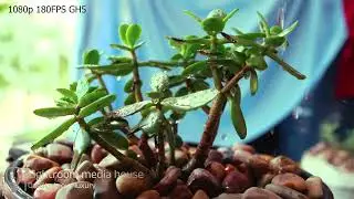 GH5 4K and Slow Motion 180fps Sample Video - Green Plant | Lightroom Media House