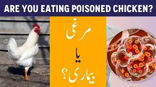 You Will Not Eat Chicken After This! &ndash; Broiler Chicken Side Effects - Is Broiler Chicken Safe?