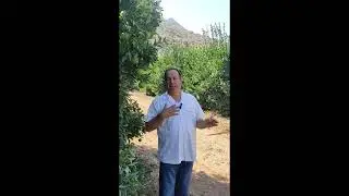 How Treetoscope Talks to Trees: Smart Irrigation Through Direct Tree Sensing