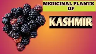 MEDICINAL PLANTS OF KASHMIR BY || PLANT SYETEMATICS