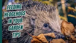Feeding Hedgehogs in Your Garden  Tips