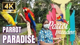 Jurong Bird Park - Parrot Paradise🦜🦜World’s most threatened Parrots Video 4K