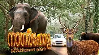 The Kabini Drive: Nagarhole National Park | Massive Gaur & Elephant Sighting!