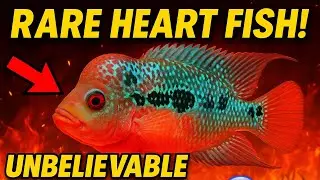 Rare Flowerhorn Fish With REAL Heart Marking 😱🔥 | You Won&rsquo;t Believe 