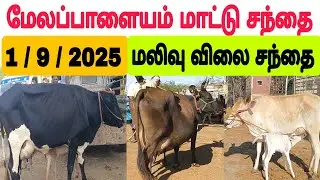 1 / 2 / 2025 /மேலப்பாளையம் மாட்டு சந்தை #மாடு #மாடுவளர்ப்பு #cow #cowfarm #cowfarming #cowmarket2025