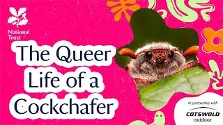 The Queer Life of a Cockchafer