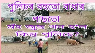 #buffalo_fight_in_world#moh_juj_assam morakolong mohjuj|moh juj #tranding #subscribe#viral#assamese
