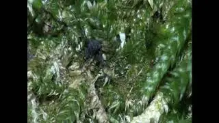 Histricostoma dentipalpe (Nemastomatidae)
