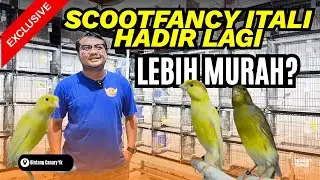 UPDATE‼️HARGA BARU KENARI SF DI BINTANG CANARY YOGYAKARTA