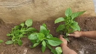 #Malabar Spinach transplant kaise karen #Malabar Spinach ko repot kaise karen #Malabar Spinach 