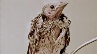 Biography Of A Redwinged Blackbird (1946)