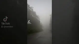 #forest #fog #fyp