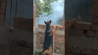 How to Train your German Shepherd as a Perfect Guard Dog? #gsd #training #shorts
