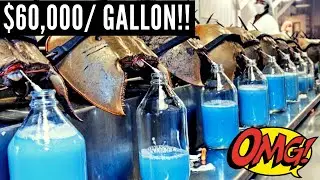 10 Top Most Expensive Liquids