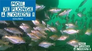 Moi, je plonge à l'Ouest ! - Bretagne - 1. La plongée découverte
