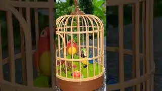 Singing sweet as sugar😍#ToyBird #ChirpingToy #TalkingBirdToy #FunWithToys #CuteToys