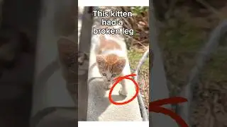 He Rescued a Kitten with a Broken Leg #animalrescue #animals #wholesome