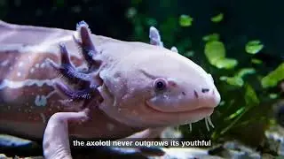 Axolotl: The Cutest Water Dragon You&rsquo;ve Never Seen!