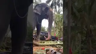 ഡാനി നീ ക്ഷീണിച്ചോ😂😂 I Kaveri Elephant Malappuram #aana #kaveri #shorts