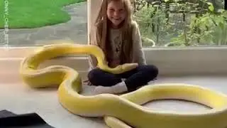 Snake 2020