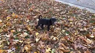 A&rsquo;ja Peak Lab Rescue
