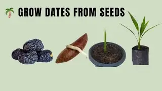 Grow Ajwa Date Palm Trees from Seeds