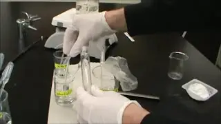 Esterification Synthesis Lab - Banana, Wintergreen, Flowers