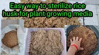 How to sterilize rice husk/how to use rice husk for growing plants