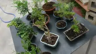 Todos los BONSAIS A 15 Euros