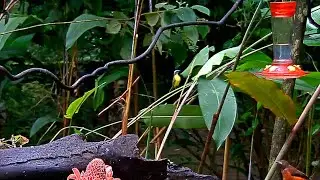 Social Flycatcher Stops By The Panama Fruit Feeder For A Look Around &ndash; July 8. 2020
