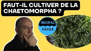 Chaetomorpha - Pourquoi et comment la cultiver ?