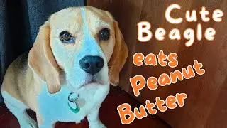 Cute Beagle Eats Peanut Butter!