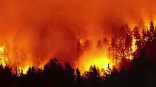 IS AMAZON RAINFOREST IN DANGER ? | AMAZON RAINFOREST IN TELUGU | VISIONOPEDIA